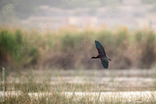 Obraz na płótnie A glossy ibis soars gracefully through the air above a tranquil wetland. w salonie