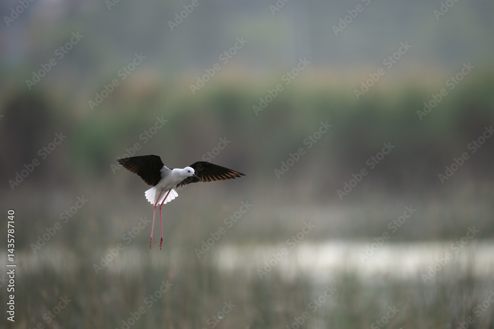 A black-winged stilt soars through a hazy, overcast sky.