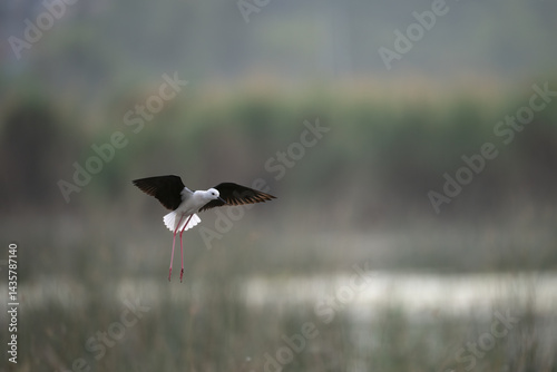 Obraz na płótnie A black-winged stilt soars through a hazy, overcast sky. w salonie