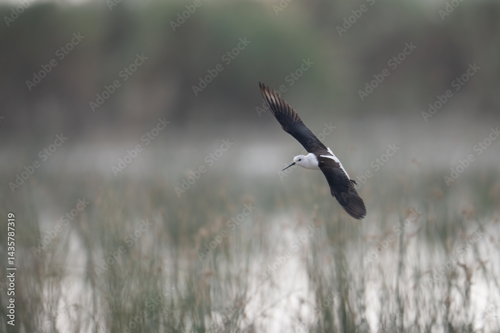 Black-winged Stilt in Flight Over Wetlands