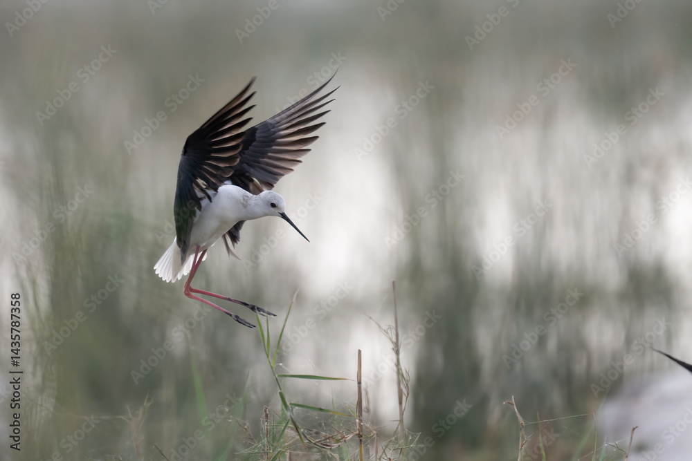Black-winged Stilt in Flight Over Wetlands