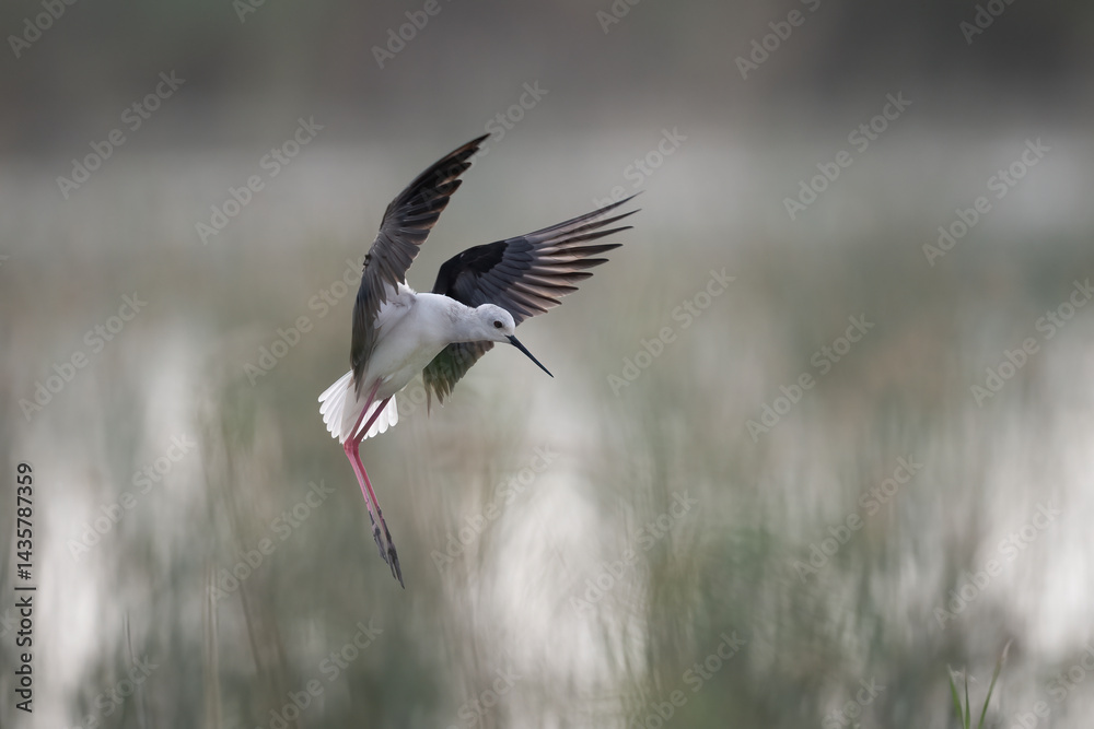 Black-winged Stilt in Flight Over Wetlands