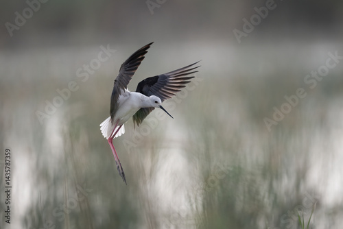 Obraz na płótnie Black-winged Stilt in Flight Over Wetlands w salonie