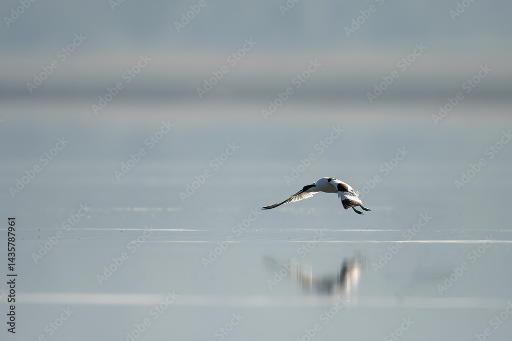 A Pied avocet bird in flight over a tranquil winter lake.