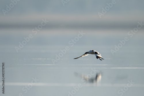 Obraz na płótnie A Pied avocet bird in flight over a tranquil winter lake. w salonie
