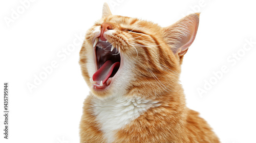 Emotional ginger cat crying on white background, isolated feline with expressive behavior