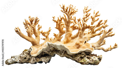 Elkhorn Coral on White Background - Beautiful Nature Sea Image