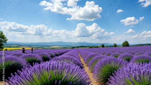 Lavender Summer in Furano Concept