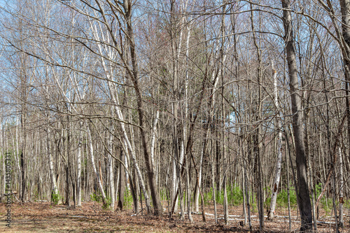 Wallpaper Mural birch trees of the quabbin reservoir Torontodigital.ca