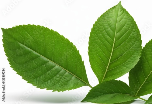 Three green leaves on a white background