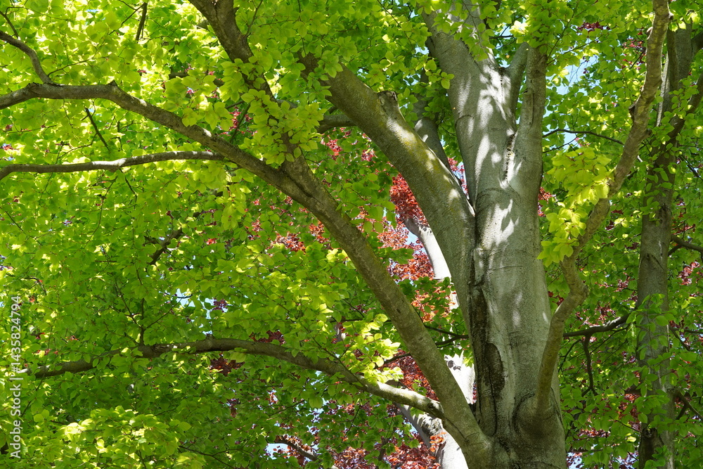 Teilaufnahme einer Gewöhnlichen Buche (Fagus sylvatica) vor einer Blutbuche (Fagus sylvatica purpurea) im Frühling