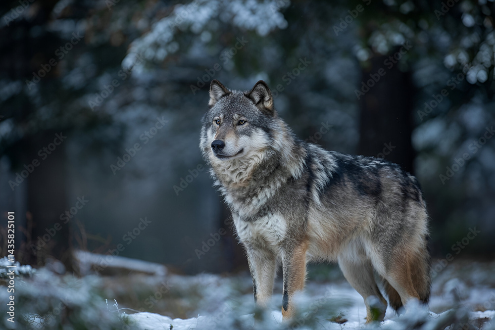Fototapeta premium Majestic Timber Wolf Howling in Moonlit Winter Forest