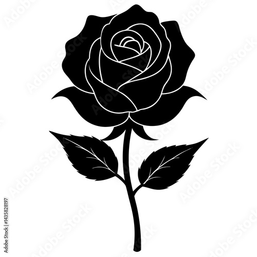 black rose isolated on white background