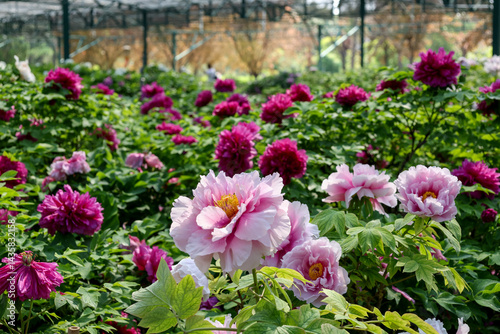 Peony flowers in the garden, Luoyang, China