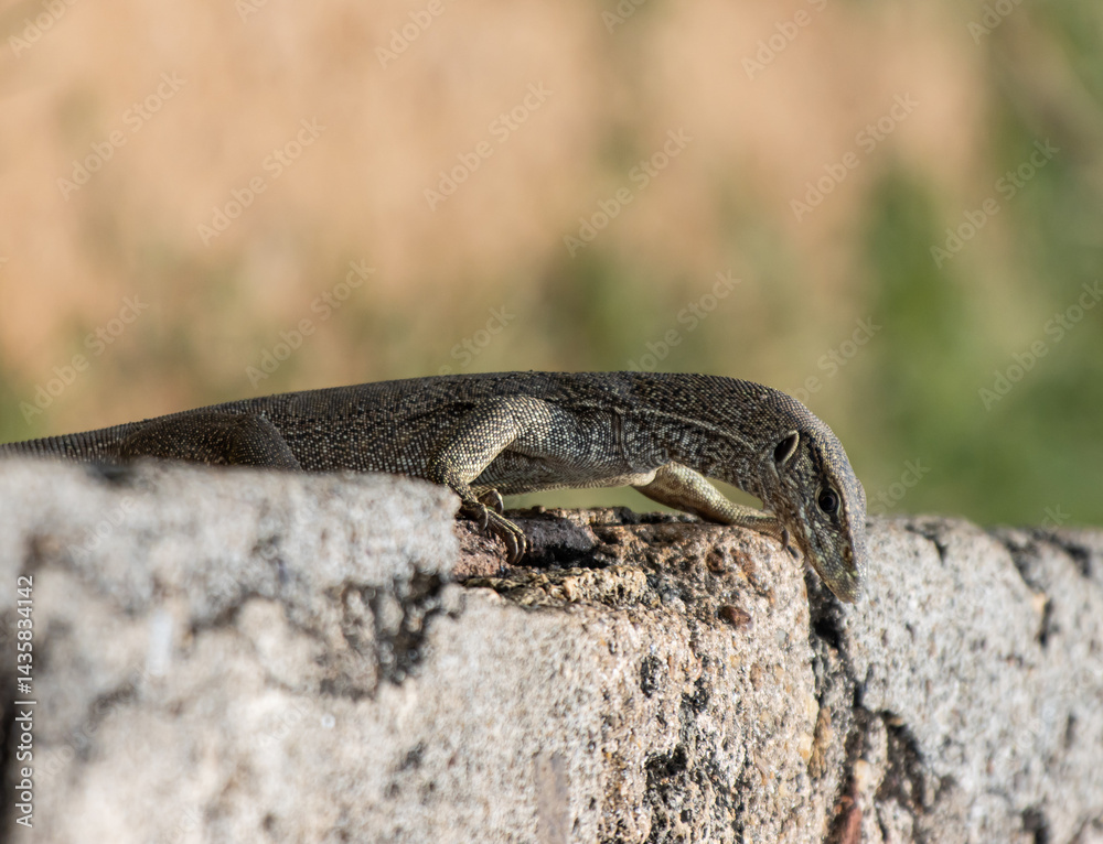 Fototapeta premium A lizard is on a rock