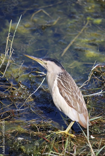 Little Bittern (Ixobrychus minutus), Greece