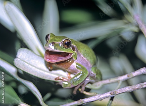 Common Treefrog (Hyla arborea) is quite common on Crete