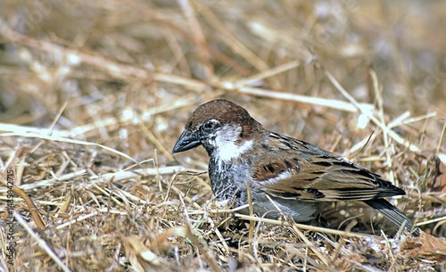 Spanish Sparrow (Passer hispaniolensis), Greece