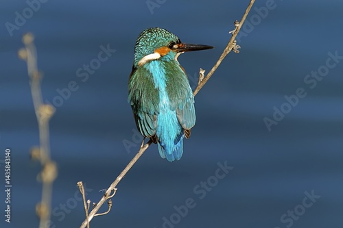 A Kinfisher - Alcedo atthis, Greece