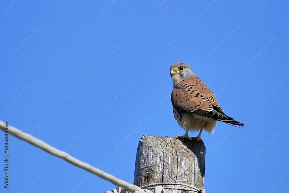Naklejka premium Common Kestrel (Falco tinnunculus), Greece