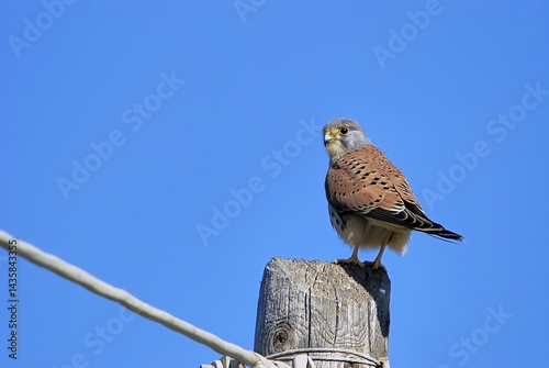 Common Kestrel (Falco tinnunculus), Greece
