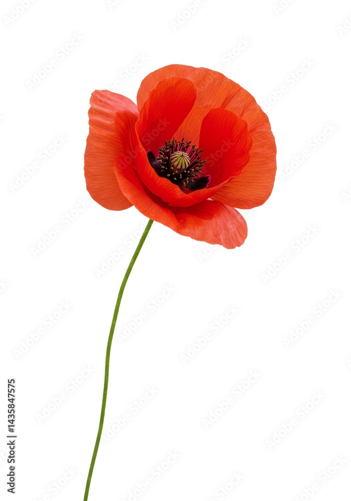 Obraz premium Blooming Red Flower Isolated on White Background
