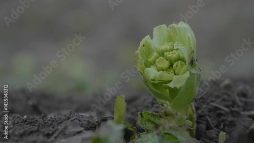 スーパースロー映像：春のフキノトウ