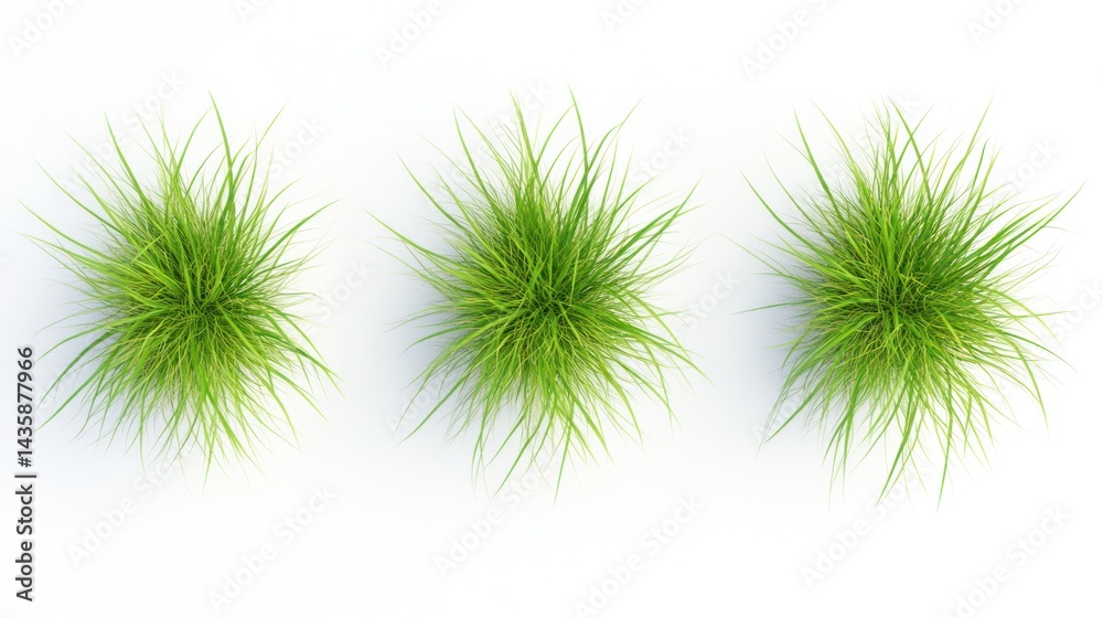 Three Grass Tuft Top-Down View, Realistic, Isolated, for Design Use Three Grass Tuft Top-Down View, Realistic, Isolated, for Design Use