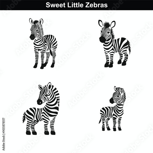 Sweet Little Zebras: Cute Black and White Baby Zebra Illustrations for Designs

