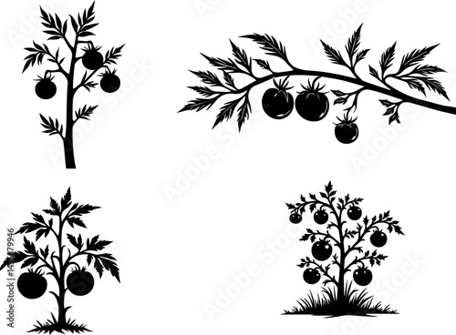Harvest of Nature: Tomato Plants in Bloom