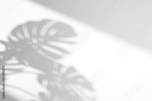 shadow overlay effects of realistic window and monstera leaf shadow isolated on transparent background,shadow for photo presentation interior backdrop mockup,Summer sunlight and shadow overlay effect	