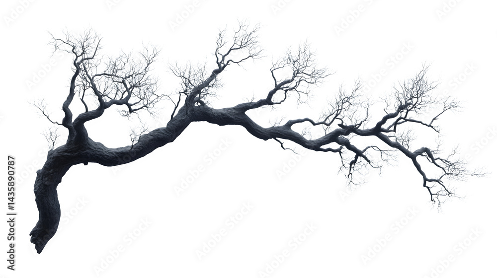 Obraz premium Spooky, dried tree branch with twisted form, eerie silhouette, isolated on white background