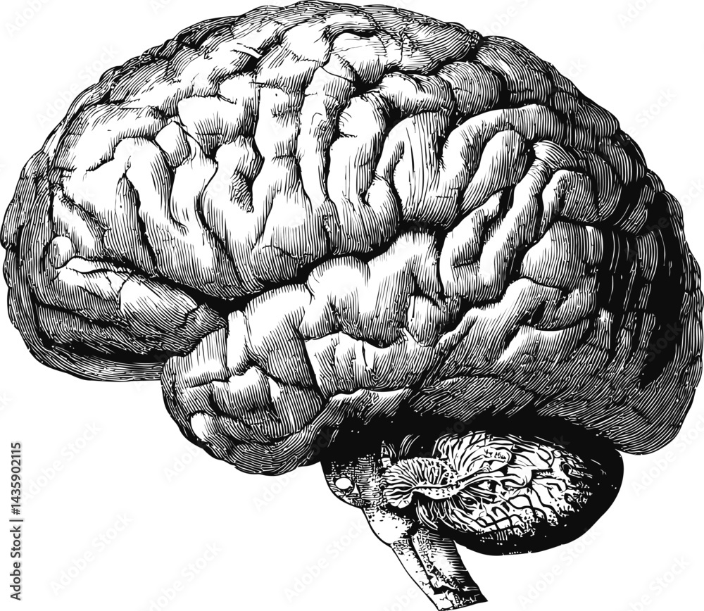 Fototapeta premium Detailed black and white illustration of a human brain cross-section drawing. Vector illustration