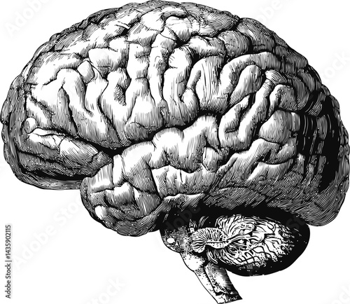 Detailed black and white illustration of a human brain cross-section drawing. Vector illustration