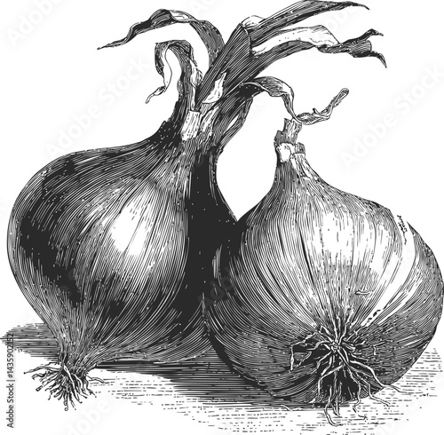 Two detailed engraved onions with textured skin in black and white sketch. Vector illustration