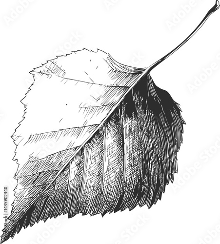 Detailed black and white illustration of a leaf with intricate veins. Vector illustration
