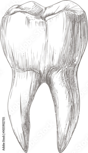 Detailed sketch of a human molar tooth in grayscale, intricate dental art. Vector illustration