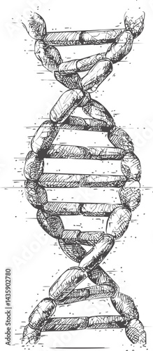 Detailed sketch of a dna double helix in black and white, concept of genetics. Vector illustration
