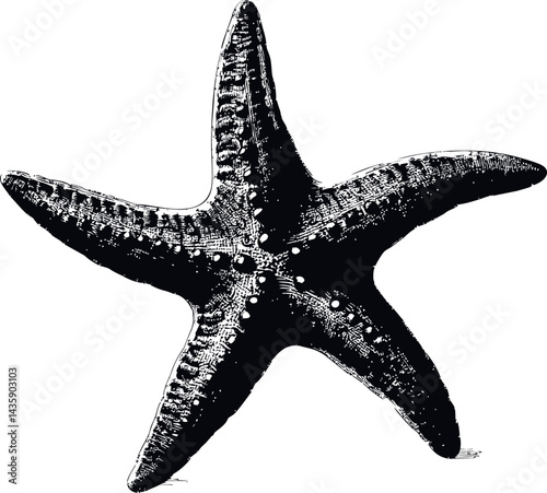 Detailed black and white illustration of a starfish with textured surface. Vector illustration