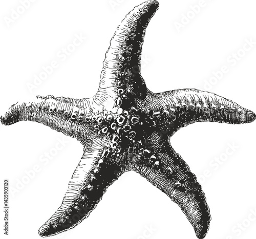 Detailed black and white vintage starfish illustration. Vector illustration