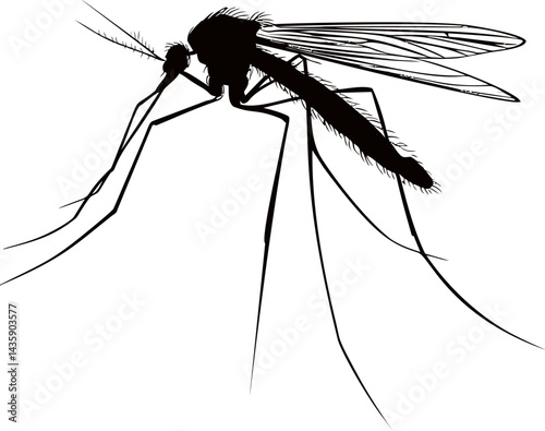 Silhouette of a mosquito with detailed wings and legs. Vector illustration