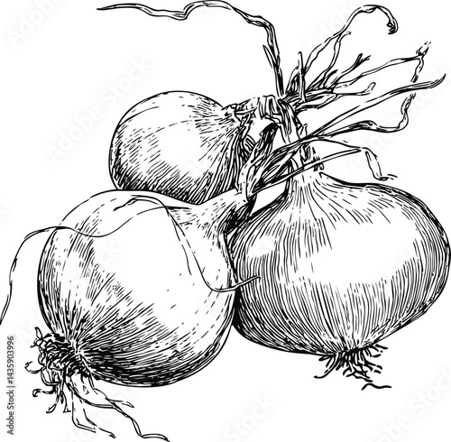 Black and white illustration of three onions with detailed roots sketched. Vector illustration