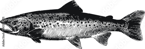 Detailed black and white illustration of a salmon fish. Vector illustration
