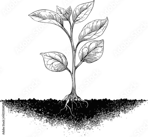 Black and white drawing of a plant with roots in soil, botanical illustration. Vector illustration