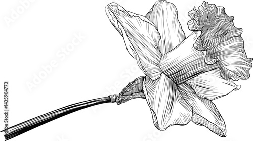 Black and white daffodil sketch with detailed petals and stem illustration. Vector illustration