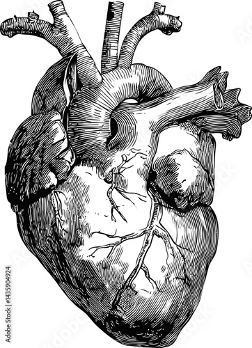 Detailed anatomical illustration of a human heart in black and white ink drawing. Vector illustration