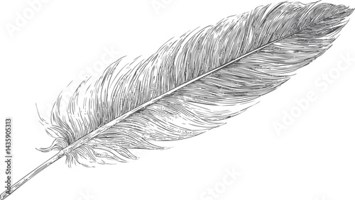 Detailed black and white illustration of a single feather. Vector illustration