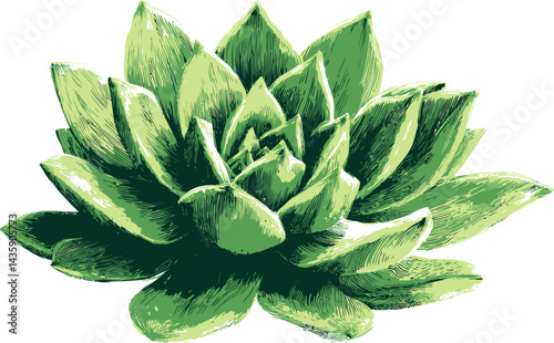 Detailed green succulent illustration with sharp leaves in a close-up view. Vector illustration
