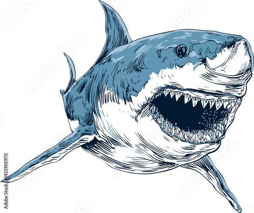 Blue and white illustration of a fierce shark with open mouth and sharp teeth. Vector illustration