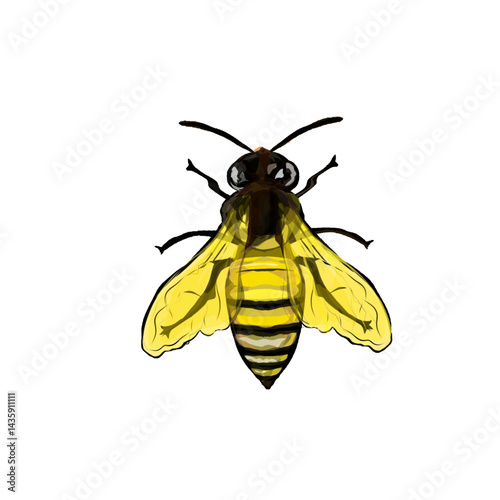 illustration of a bee without background